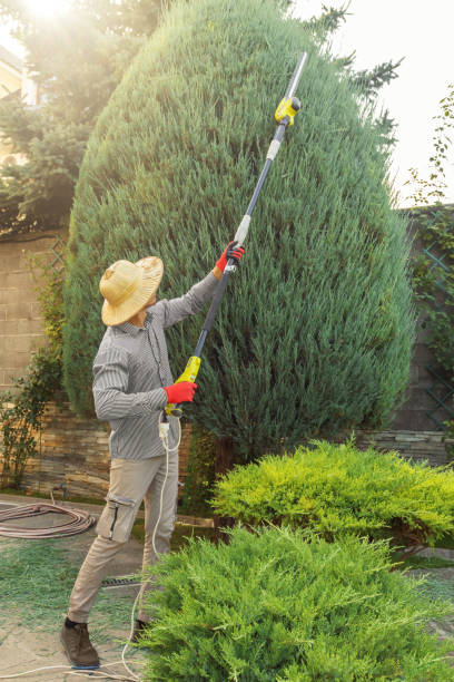 Best Tree Branch Trimming  in USA